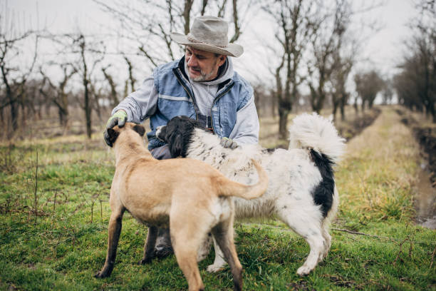 istock Senior farmer playing with dogs 1456801378