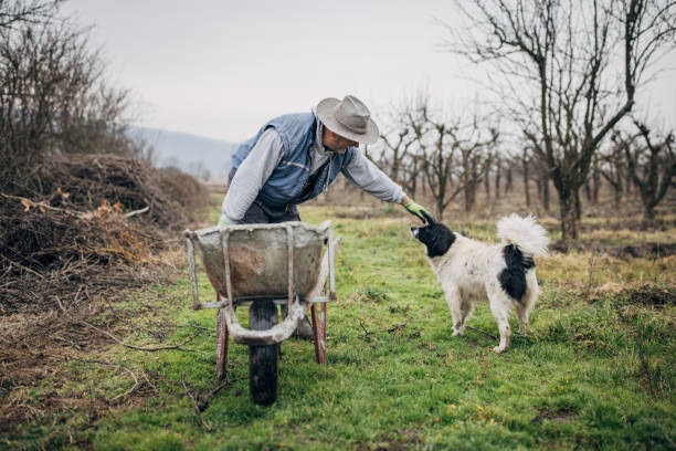 istock Senior farmer playing with dogs 1456803523