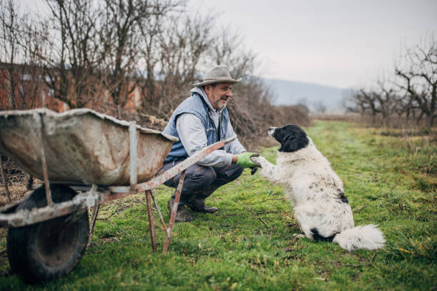 istock Senior farmer playing with dogs 1456803616