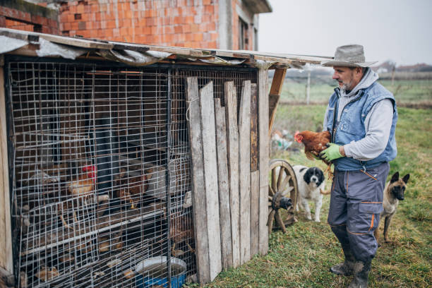 istock Senior man with chicken on the farm 1456804137