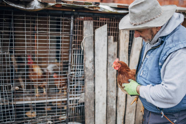 istock Senior man with chicken on the farm 1456804155
