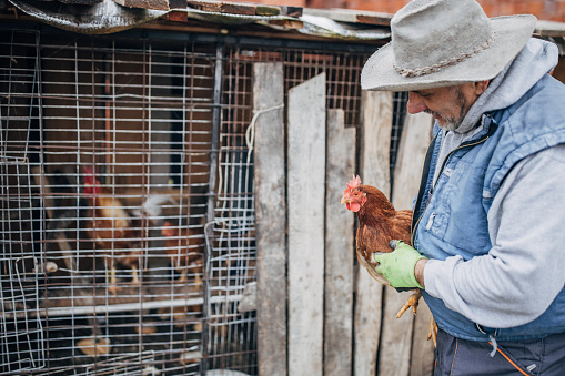 Senior man with chicken on the farm