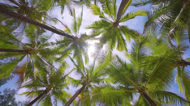 Coconut Palm tree leaf blue sky background.