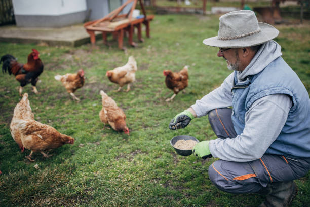 istock Senior farmer feeding chickens 1456805156