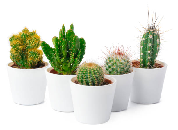 istock different types of cactus isolated on white background 1456805449