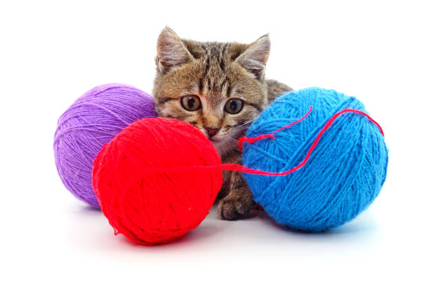 istock Cat with balls of yarn. 1456805874