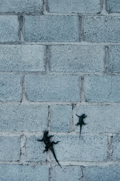 Geckos on a wall in Brazil.
