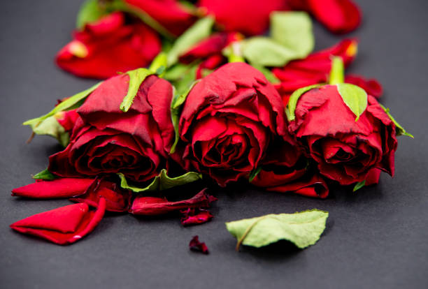 Primer Plano De Flores De Rosa Roja Con Hojas Caídas Sobre Fondo Negro Foto  de stock y más banco de imágenes de Acontecimiento - iStock