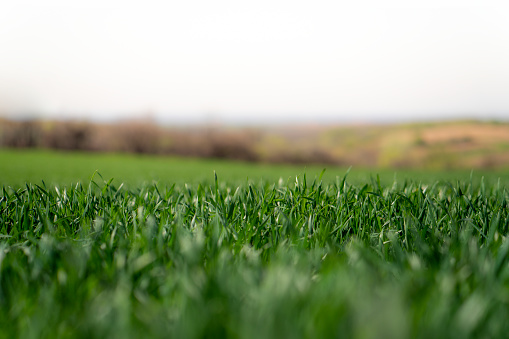 Springtime field of green grass.