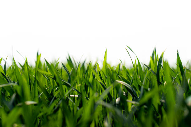st. augustine grass - blade of grass grass isolated white imagens e fotografias de stock