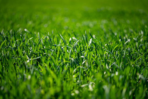 Springtime field of green grass.
