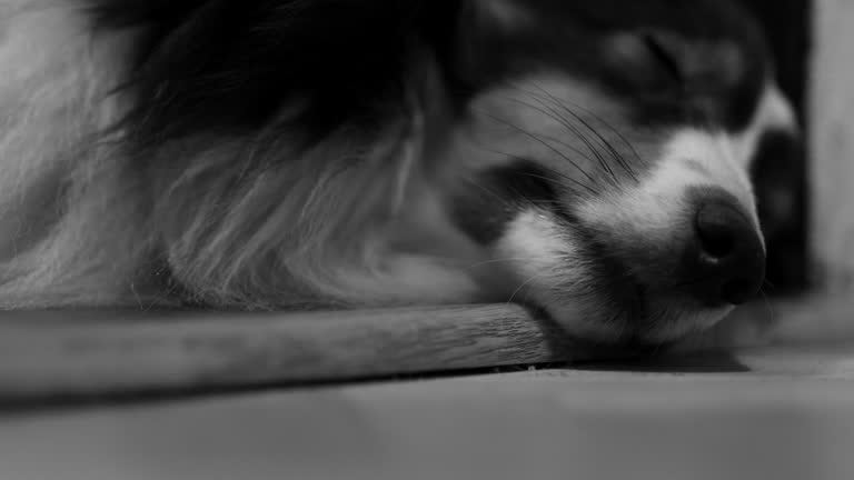 Sleeping Shetland Sheepdog