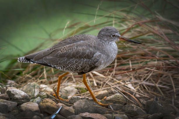 The Ruff The Ruff is considered a large sandpiper type  wader and feeds in shallow water around lakes and wetland areas near the coast. philomachus pugnax stock pictures, royalty-free photos & images