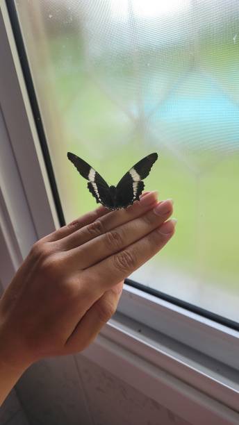 istock A butterfly in my hand 1456808923