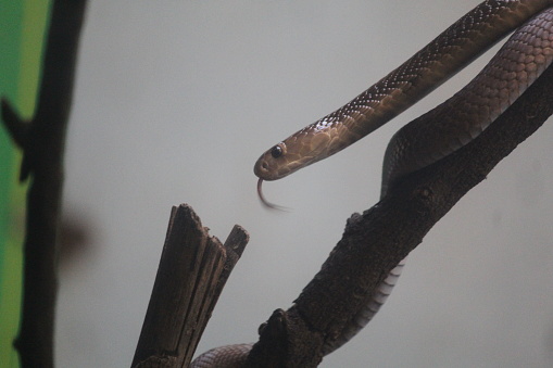 A close-up photo of the snake
