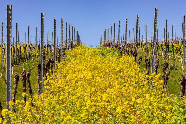 istock Grapevines of a vineyard in spring with yellow rapeseed plants in between, Germany 1456809354