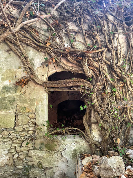 Ruin window overgrown with branches and plants