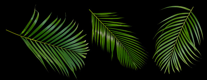 Beautiful green palm leaf isolated on black background with for design elements, tropical leaf, summer background,clipping path.
