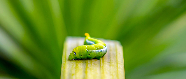 Bright green butterfly caterpillar with big eyes.The big green caterpillar in nature