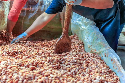 fermenting fresh cocoa seeds to make chocolate. Workers scoop fermented cocoa seeds into vats to dry in the sun.