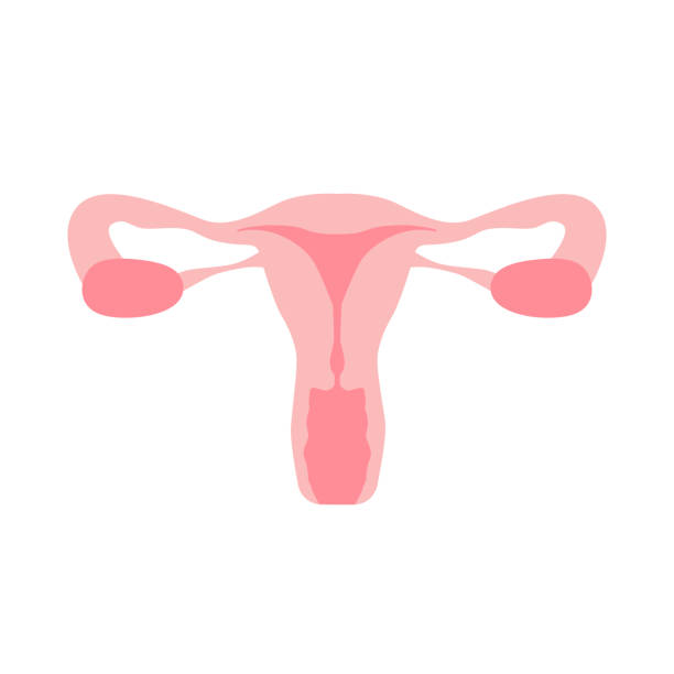 illustrazioni stock, clip art, cartoni animati e icone di tendenza di illustrazione vettoriale del vettore degli organi dell'utero del sistema riproduttivo femminile - ovary