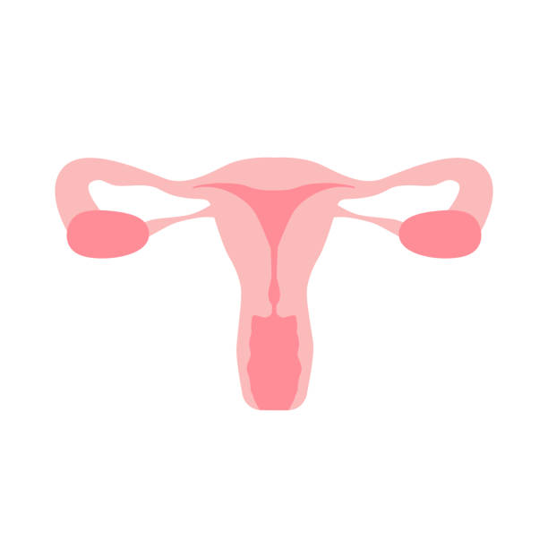 Female reproductive system uterus organs vector illustration Female reproductive system uterus organs. Organs location scheme, cervix, ovary, fallopian tube icon. Vector illustration. human fertility stock illustrations