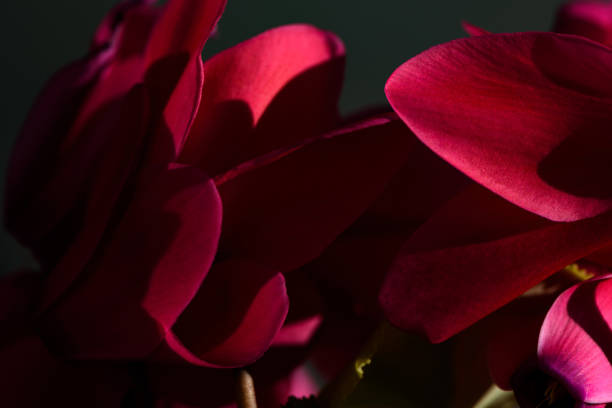 primer plano de pétalos de flores, fondo natural de color rojo oscuro. - autumn backdrop beautiful flower head fotografías e imágenes de stock