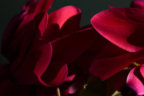 Abstract floral photography, close-up of flower petals, dark natural background burgundy color.
