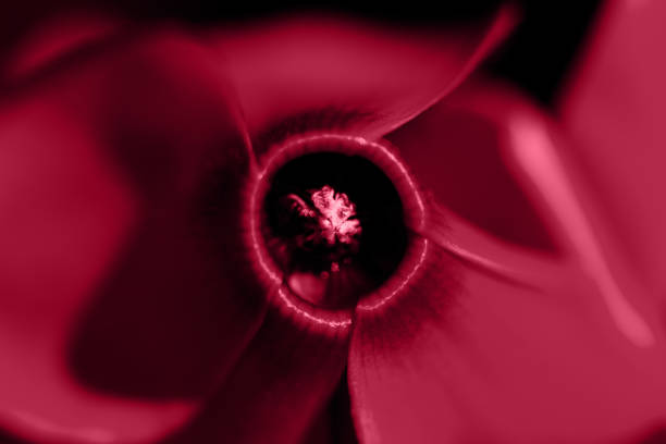 Macro shot home plant flowers cyclomenes. Interesting form of flower head, abstract natarulal floral background