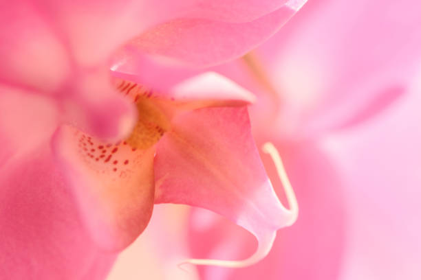 Orchids flowers , floral gentle background