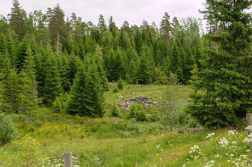 A forest plantation area with firs and spruces and in the background old spruce stand. Seen on Olavsweg the pilgrimage route in the north, near Hamar, Innlandet province in Norway.