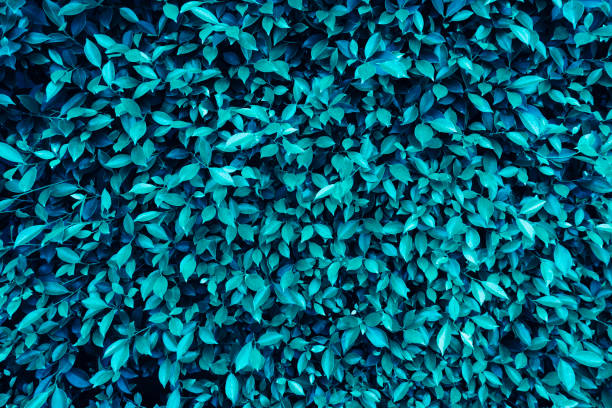 istock blue leaves, natural fence 1456816792