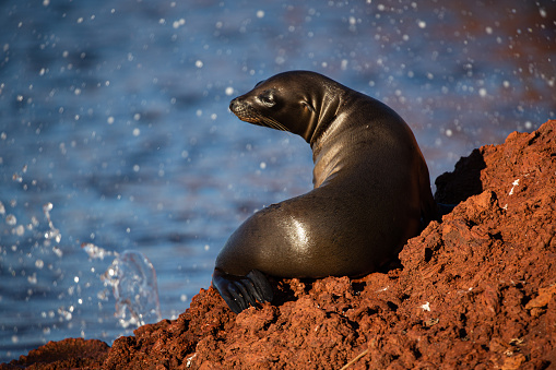 A variety of images produced in the Galapagos Islands, including wildlife, landscapes, tourists, guides, and hospitality.