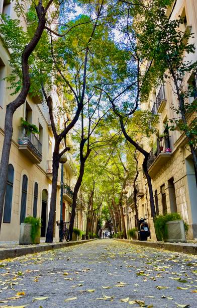 istock Tree covered streets of Barcelona 1456817992