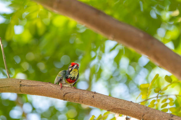 istock Closeup Coppersmith Barbet perched on a branch 1456820024