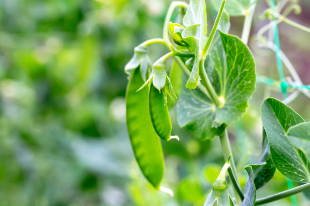 istock Young green peas grow on a branch 1456821932