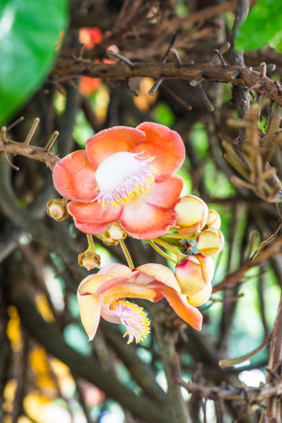 istock Cannonball Flower or Sal Flower in Thai 1456822040