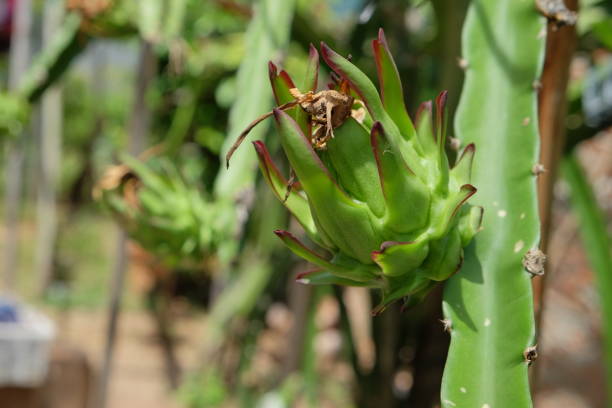 istock Tropical plants or dragon fruit plants in plantation 1456823990