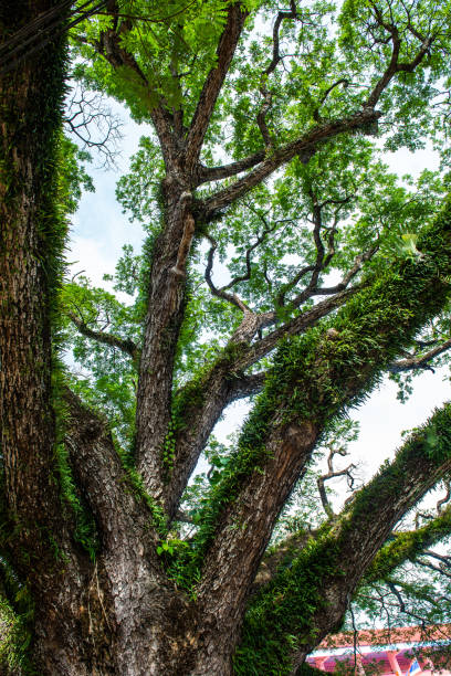 istock Beautiful rain tree in Chiang Kham district 1456824038