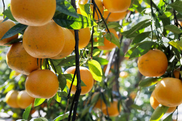 istock Sunlight, orange trees, orchard, overgrown, yellow orange, citrus 1456824040