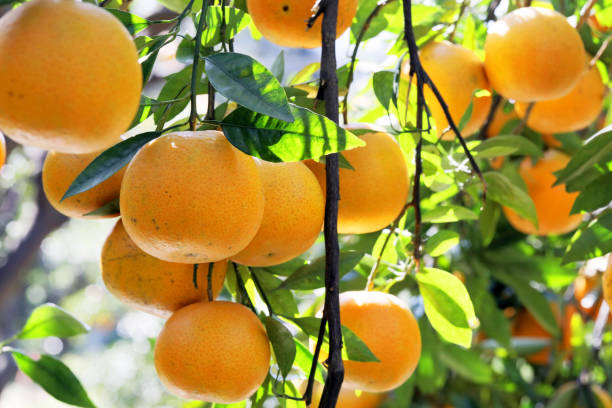 istock Sunlight, orange trees, orchard, overgrown, yellow orange, citrus 1456824992