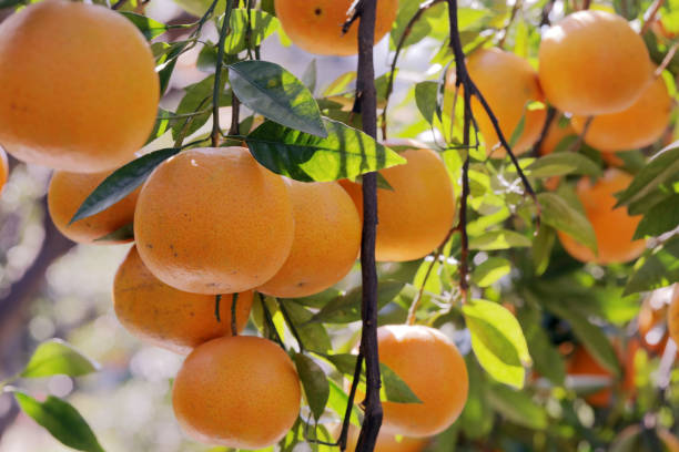 istock Sunlight, orange trees, orchard, overgrown, yellow orange, citrus 1456824993