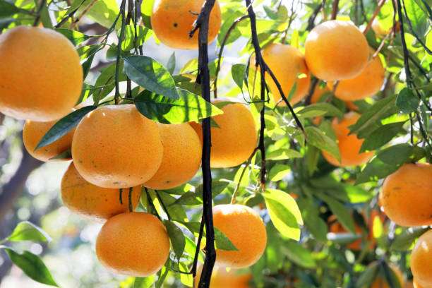 istock Sunlight, orange trees, orchard, overgrown, yellow orange, citrus 1456825020