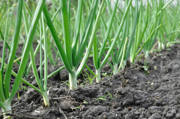 close-up of growing green onion plantation stock photo