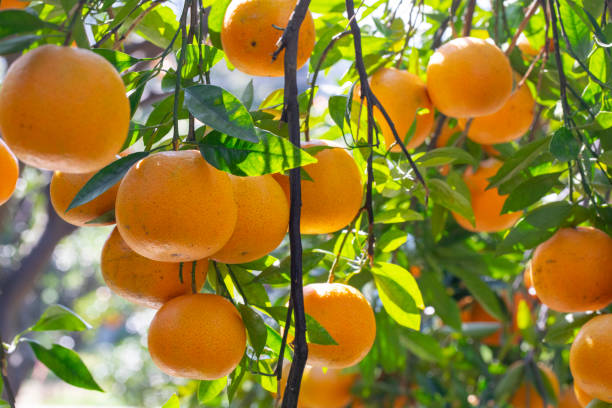 istock Sunlight, orange trees, orchard, overgrown, yellow orange, citrus 1456825041