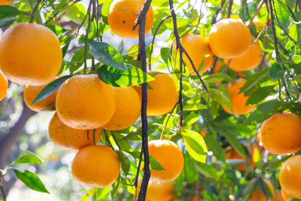 istock Sunlight, orange trees, orchard, overgrown, yellow orange, citrus 1456825052