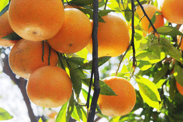 istock Sunlight, orange trees, orchard, overgrown, yellow orange, citrus 1456825086