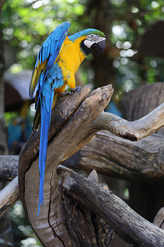 Ara macaw and Blue and Gold macaw perhed on a branch.