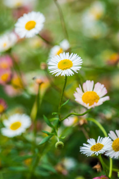 istock Little white flowers in the park 1456827669