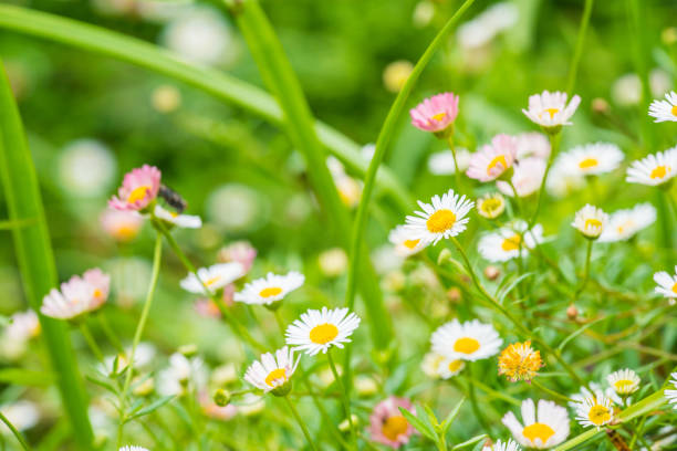 Little white flowers in the park, Thailand.